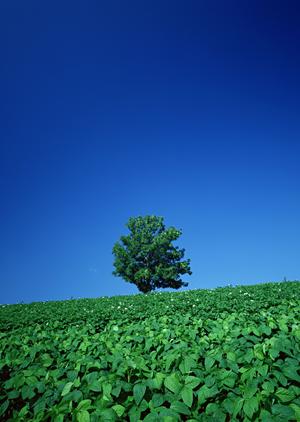 浜松市で信頼の葬儀サービスを提供する富士葬祭 高林：安心と心温まるお見送りをサポート