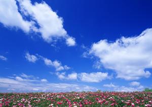 千葉県野田市で安心の葬儀サービスを提供するティア野田の特徴と詳細情報